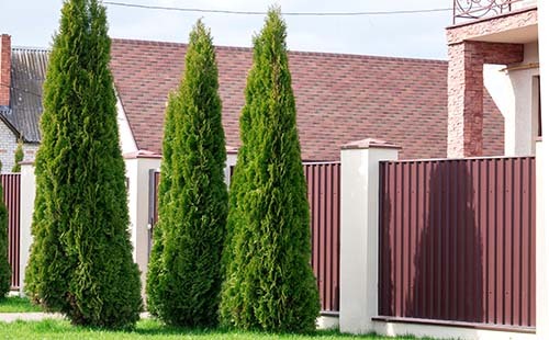 Red Cedar as Privacy Trees